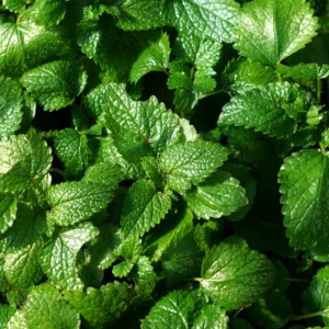 Lemon Balm Plants Live Herb Starter Plants 4-6 Inches Two Count