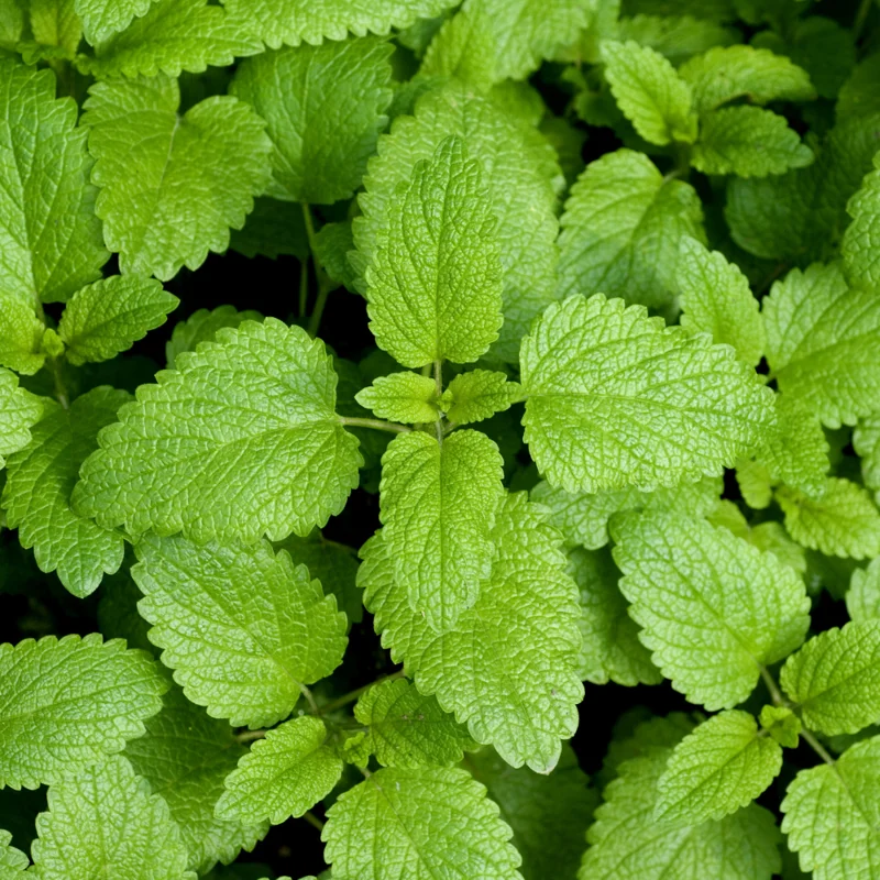 Lemon Balm Plants Set of 3 Live Herb Seedlings 4-6 inch Starter Plants