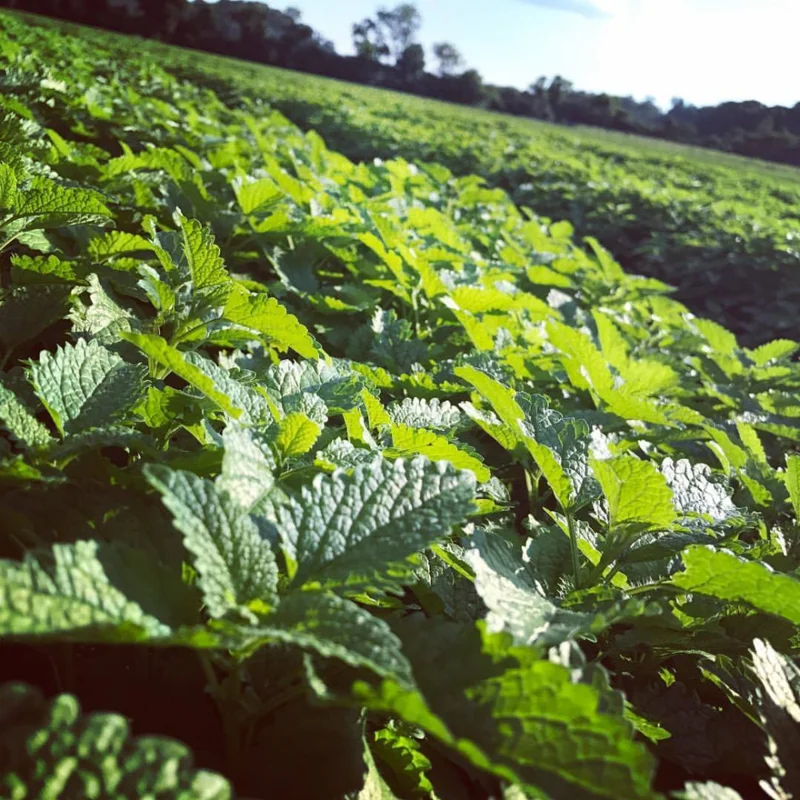 Lemon Balm Plants Set of 3 Live Herb Seedlings 4-6 inch Starter Plants
