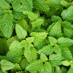 Lemon Balm Plants Set of 3 Live Herb Seedlings 4-6 inch Starter Plants