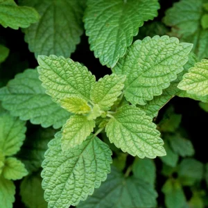 Lemon Balm Plants Set of 3 Live Herb Seedlings 4-6 inch Starter Plants