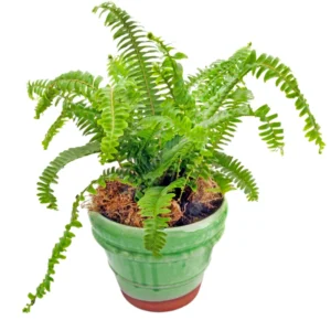 Lemon Button Fern Live Plant 2.5 Inch Pot Indoor Outdoor Houseplant