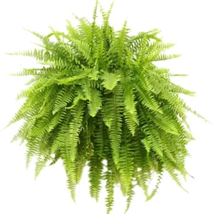 Lemon Button Fern Live Plant 2.5 Inch Pot Indoor Outdoor Houseplant