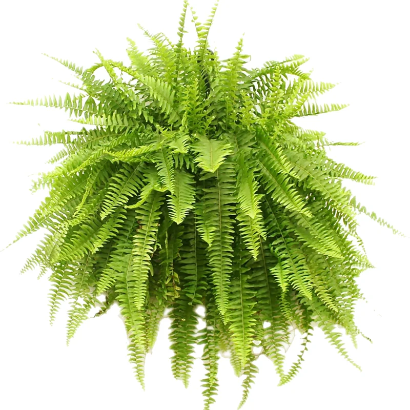 Lemon Button Fern Live Plant 2.5 Inch Pot Indoor Outdoor Houseplant