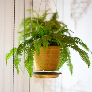 Lemon Button Fern Live Plant 2.5 Inch Pot Indoor Outdoor Houseplant