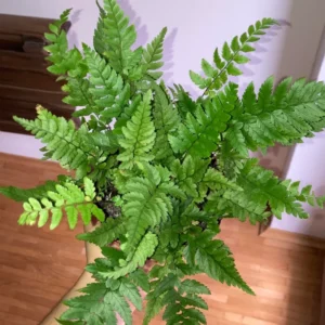 Lemon Button Fern Live Plant 2.5 Inch Pot Indoor Outdoor Houseplant