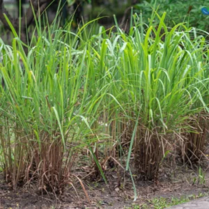 Lemongrass Plant 10 Rooted Stalks - Live Lemon Grass Herbs for Outdoor Garden