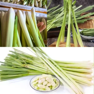 Lemongrass Plant 10 Rooted Stalks - Live Lemon Grass Herbs for Outdoor Garden