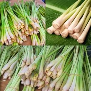 Lemongrass Plant - 12 Rooted Stalks - Live Lemon Grass for Outdoor Garden