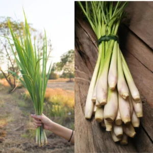 Lemongrass Plant 15 Stalks Live Herb Outdoor Garden Ready to Plant