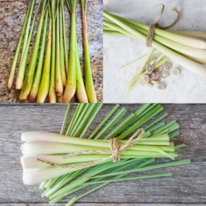 Lemongrass Plant 15 Stalks Live Herb Outdoor Garden Ready to Plant