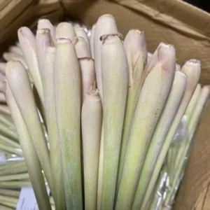 Lemongrass Plant - 2 Live Rooted Stalks - Easy to Grow Herb Garden