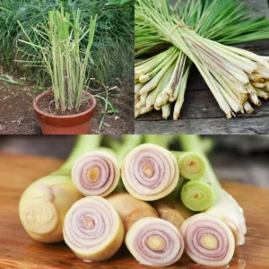 Lemongrass Plant - 2 Live Rooted Stalks - Easy to Grow Herb Garden