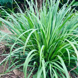 Lemongrass Plant - 2 Live Rooted Stalks - Easy to Grow Herb Garden