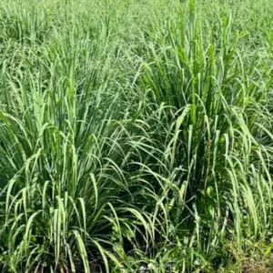 Lemongrass Plant - 2 Live Rooted Stalks - Easy to Grow Herb Garden