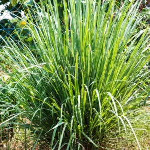 Lemongrass Plant - 2 Live Rooted Stalks - Easy to Grow Herb Garden