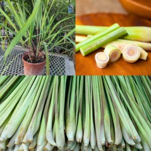 Lemongrass Plant - 24 Rooted Stalks - Live Lemon Grass Herb for Outdoor Gardens