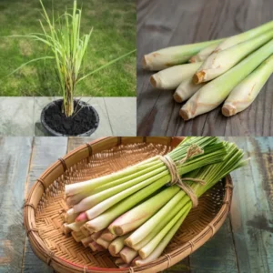 Lemongrass Plant 3 Rooted Stalks Live Herb Garden Ready to Plant