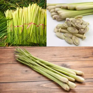 Lemongrass Plant: 30 Rooted Stalks Ready to Plant - Herb Garden