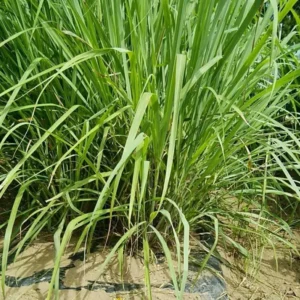 Lemongrass Plant 4 Stalks - Live Herb for Outdoor Garden