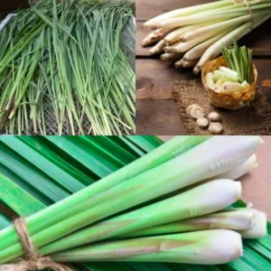 Lemongrass Plant 4 Stalks - Live Herb for Outdoor Garden