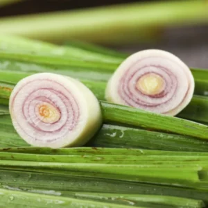 Lemongrass Plant - 5 Rooted Stalks - Live Herb for Outdoor Gardens