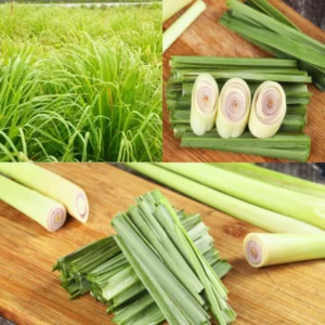 Lemongrass Plant - 5 Rooted Stalks - Live Herb for Outdoor Gardens
