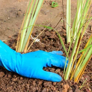 Lemongrass Plant: 8 Live Rooted Stalks - Grow Your Own Herbs