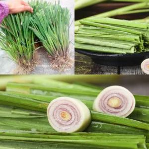 Lemongrass Plant: 8 Live Rooted Stalks - Grow Your Own Herbs