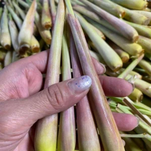 Lemongrass Plant Rooted Stalks - Live Herb for Outdoor Gardens