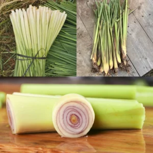 Lemongrass Plant Rooted Stalks - Live Herb for Outdoor Gardens