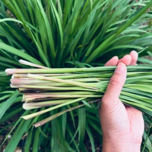 Lemongrass Plant Rooted Stalks - Live Lemon Grass Herbs for Outdoor Garden