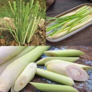 Lemongrass Plant Rooted Stalks - Live Lemon Grass Herbs for Outdoor Garden