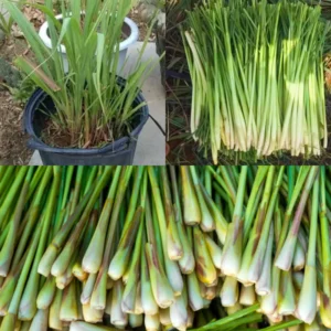 Lemongrass Plant Stalks - 20 Rooted Stalks Ready to Plant - Live Herb Garden