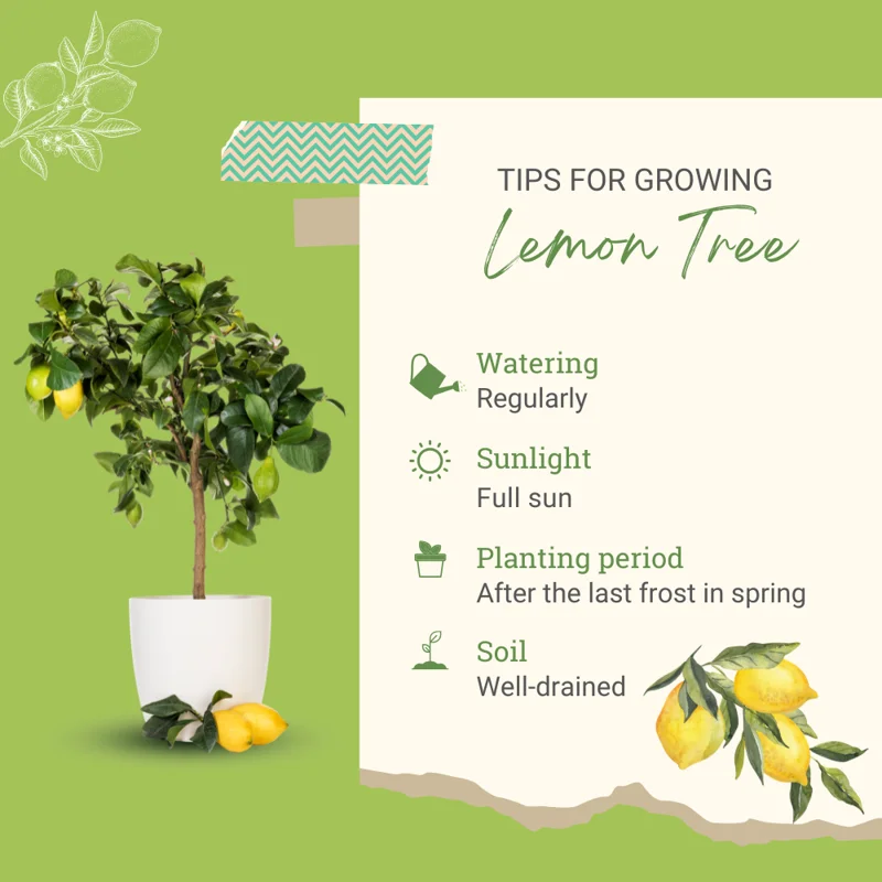 Lisbon Lemon Tree Live Plant - 2 to 3 Feet Tall Grafted Yellow Lemon