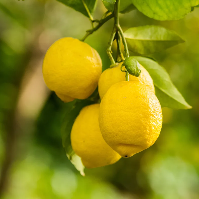 Lisbon Lemon Tree Live Plant - 2 to 3 Feet Tall Grafted Yellow Lemon