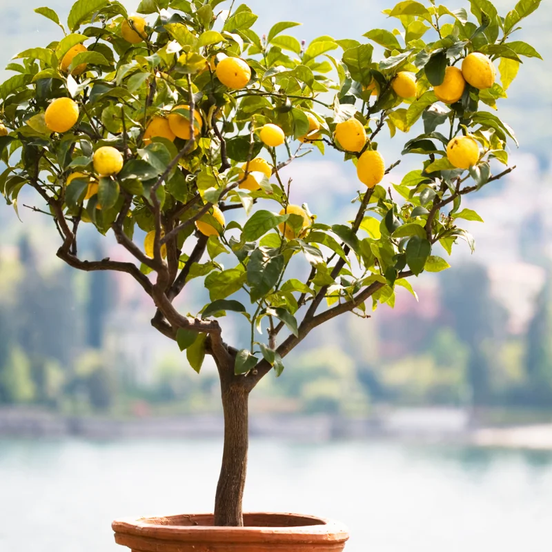 Lisbon Lemon Tree Live Plant - 2 to 3 Feet Tall Grafted Yellow Lemon