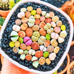 Lithops Living Stones Succulent - 20 Pebble Plants for Garden Ornament