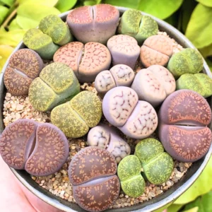 Lithops Living Stones Succulent - 20 Pebble Plants for Garden Ornament
