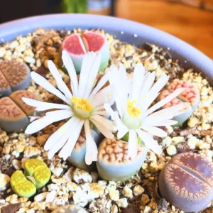 Lithops Living Stones Succulent - 20 Pebble Plants for Garden Ornament
