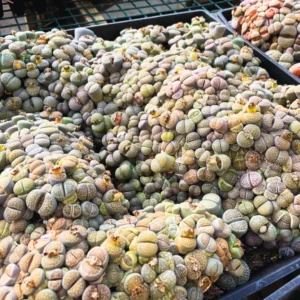 Lithops Living Stones Succulent - 20 Pebble Plants for Garden Ornament