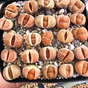 Lithops Living Stones Succulent - 20 Pebble Plants for Garden Ornament