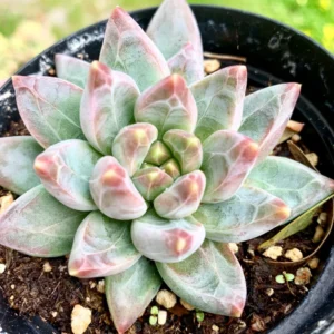 Little Jewel Succulent Plant Pachyphytum Compactum Live Plant 4 Inch Pot