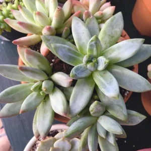 Little Jewel Succulent Plant Pachyphytum Compactum Live Plant 4 Inch Pot