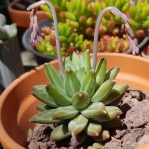 Little Jewel Succulent Plant Pachyphytum Compactum Live Plant 4 Inch Pot