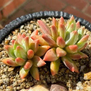 Little Jewel Succulent Plant Pachyphytum Compactum Live Plant 4 Inch Pot