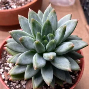 Little Jewel Succulent Plant Pachyphytum Compactum Live Plant 4 Inch Pot