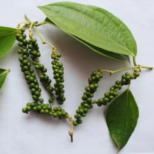 Live Black Pepper Plant - 4-6 Inch Herb Plant - Piper Nigrum Starter Plant