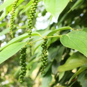 Live Black Pepper Plant - 4-6 Inch Herb Plant - Piper Nigrum Starter Plant