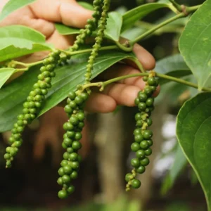 Live Black Pepper Plant - 4-6 Inch Herb Plant - Piper Nigrum Starter Plant